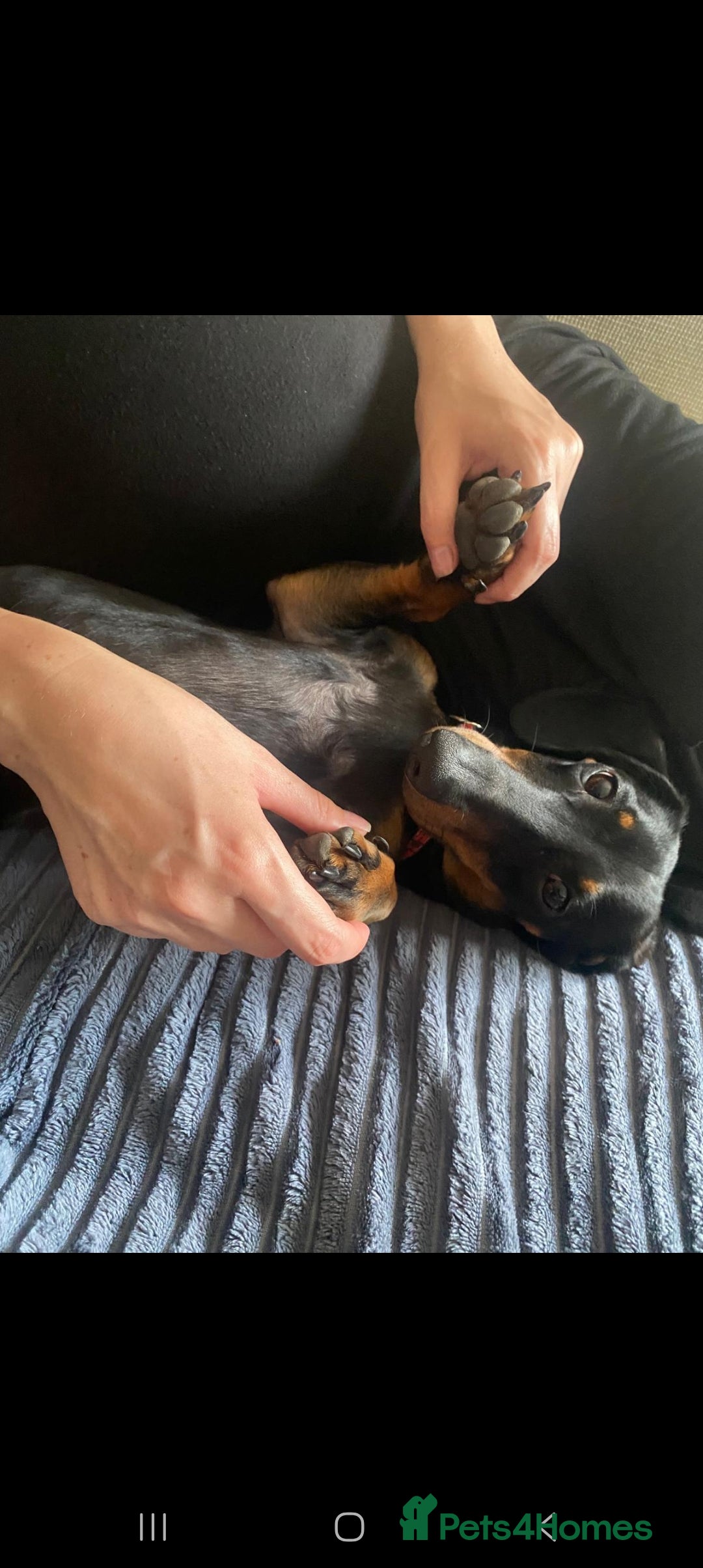 Dachshund dogs for sale: 1 year old Male Dauchund for Sale - Image 5