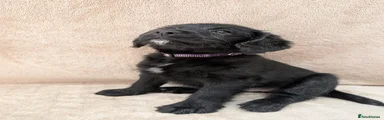 Labradoodle Puppy 4 -rehomed 