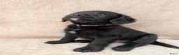 Labradoodle dogs for sale: Reduced - 2 girls left - Miniature Labradoodles - Advert 28