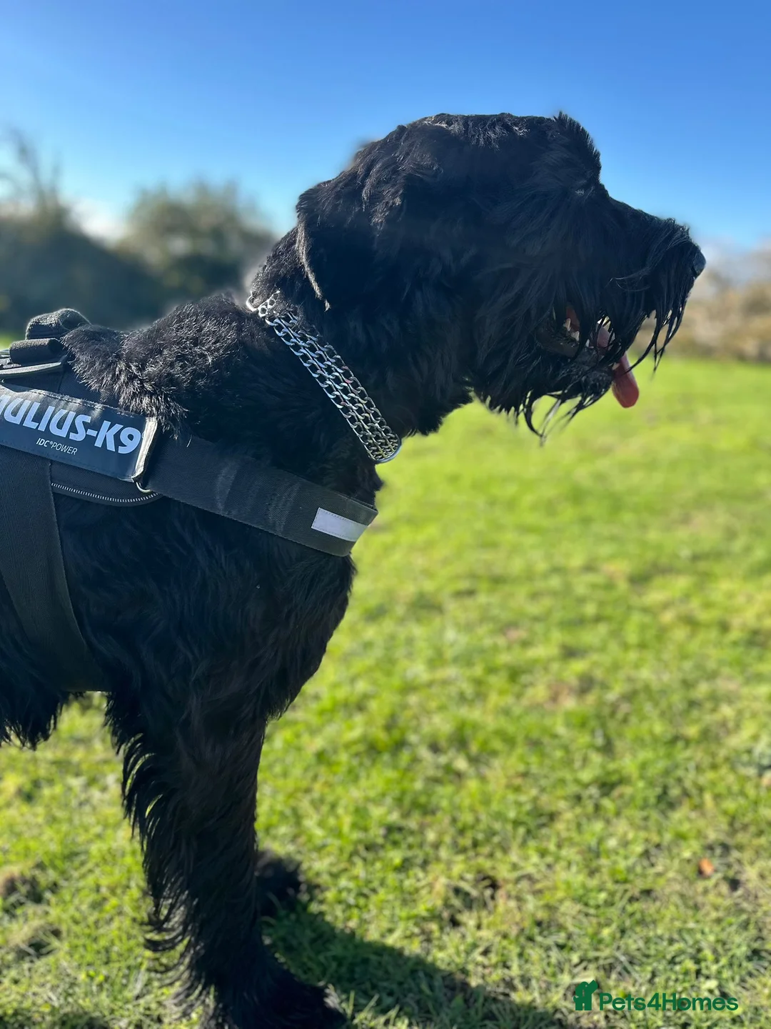 Giant Schnauzer dogs for stud: Giant Schnauzer for a stud in Boston - Advert 2