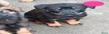 Mixed Breed 11