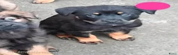 Mixed Breed dogs for sale: Masakiweiler (mastiff x akita x rottweiler) pups - Advert 11
