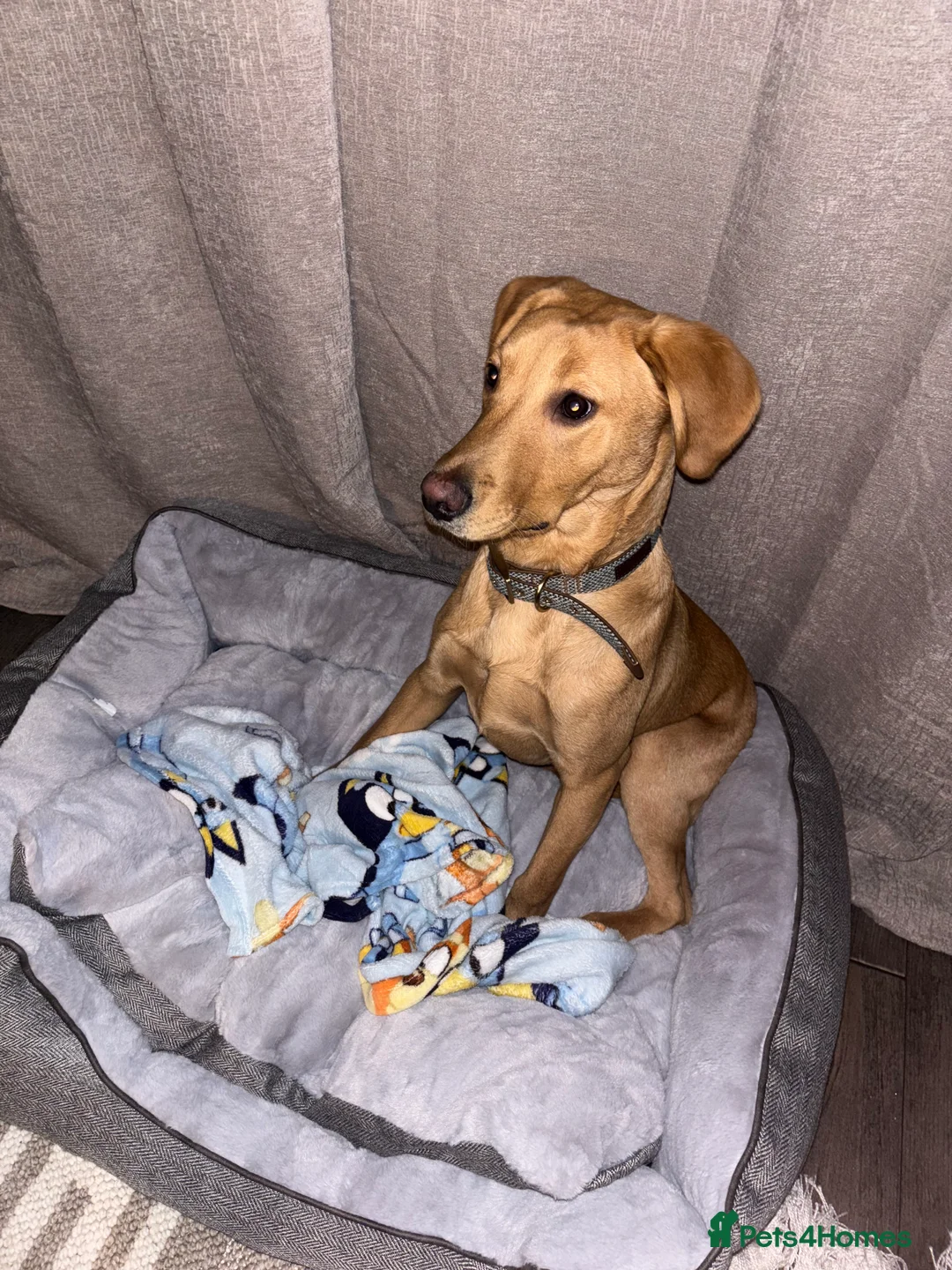 Labrador Retriever dogs for sale: Gorgeous KC registered Male Red Fox Labrador  - Advert 2