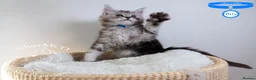 Maine Coon cats for sale: Stunning Maine Coon Kittens - Advert 10