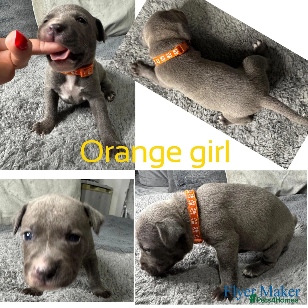 Staffordshire Bull Terrier dogs for sale: Staffy puppy for sale - Advert 25