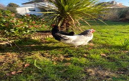 Chickens poultry for sale: Light Sussex and Black Copper Maran - Image 1