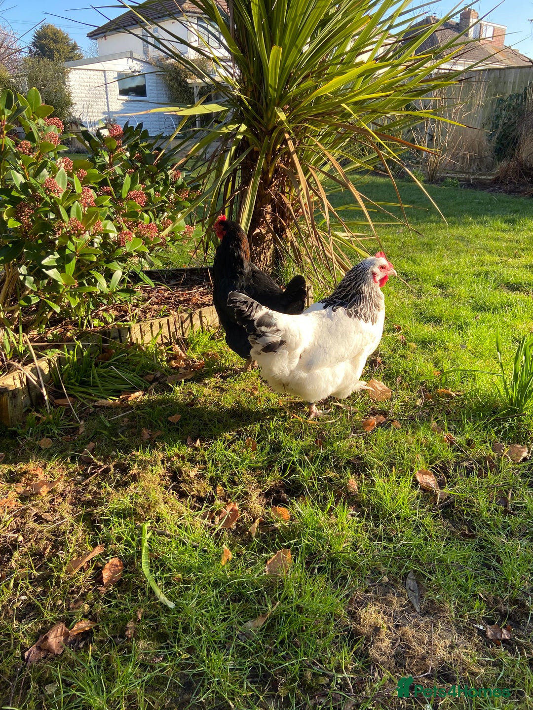 Chickens poultry for sale: Light Sussex and Black Copper Maran - Image 1