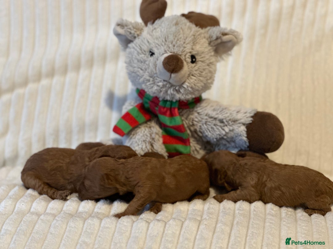 Toy Poodle dogs for sale: 2 TINY BOYS LEFT kc registered deep red toy poodle - Advert 29