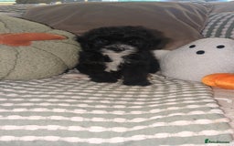 Maltipoo dogs for sale: Maltipoo  - Image 1