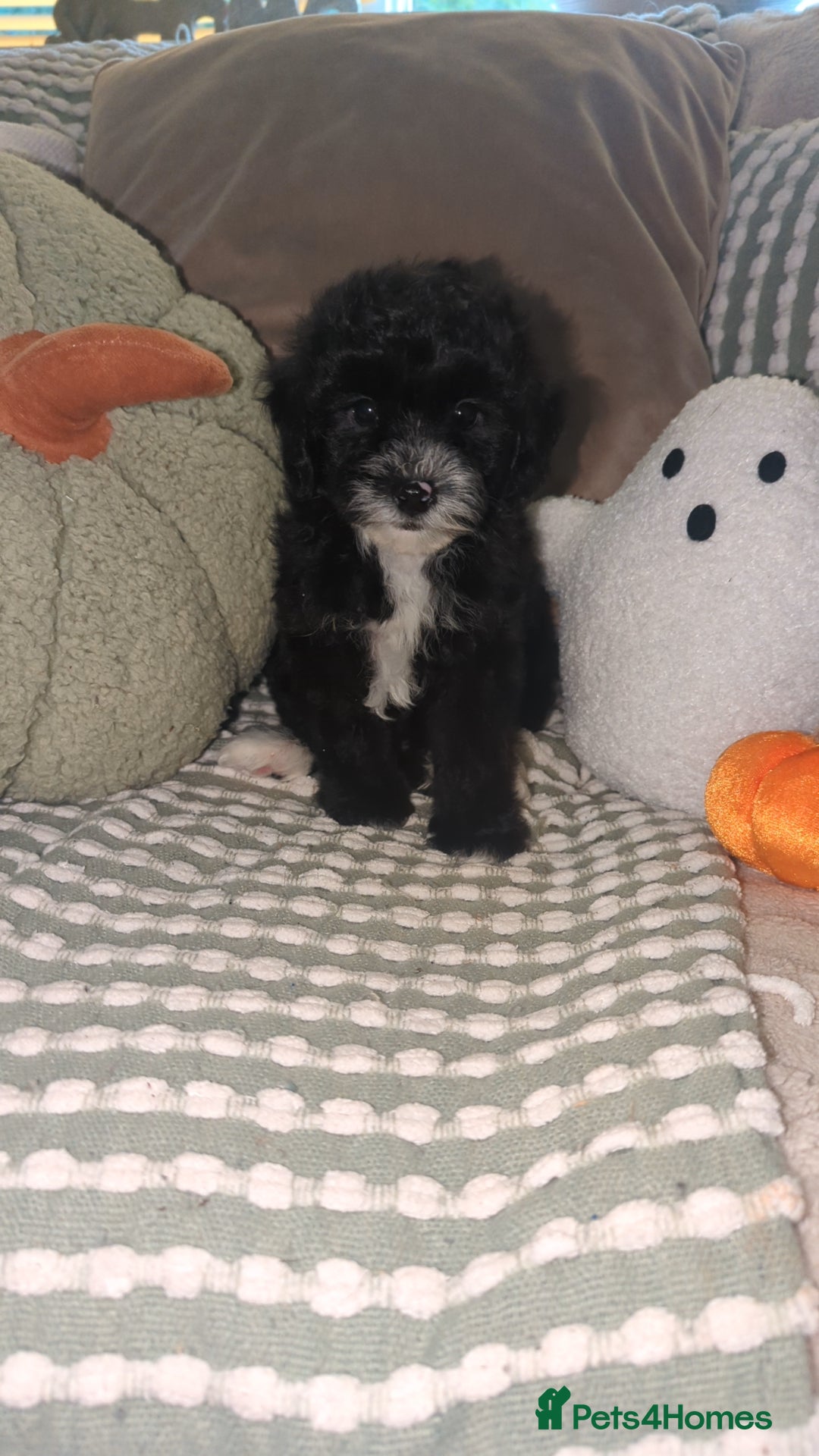 Maltipoo dogs for sale: Maltipoo  - Image 1