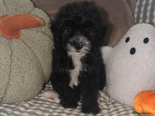 Maltipoo dogs - Advert 9