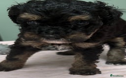 Maltipoo dogs for sale: Beautiful maltipoo puppies - Image 8