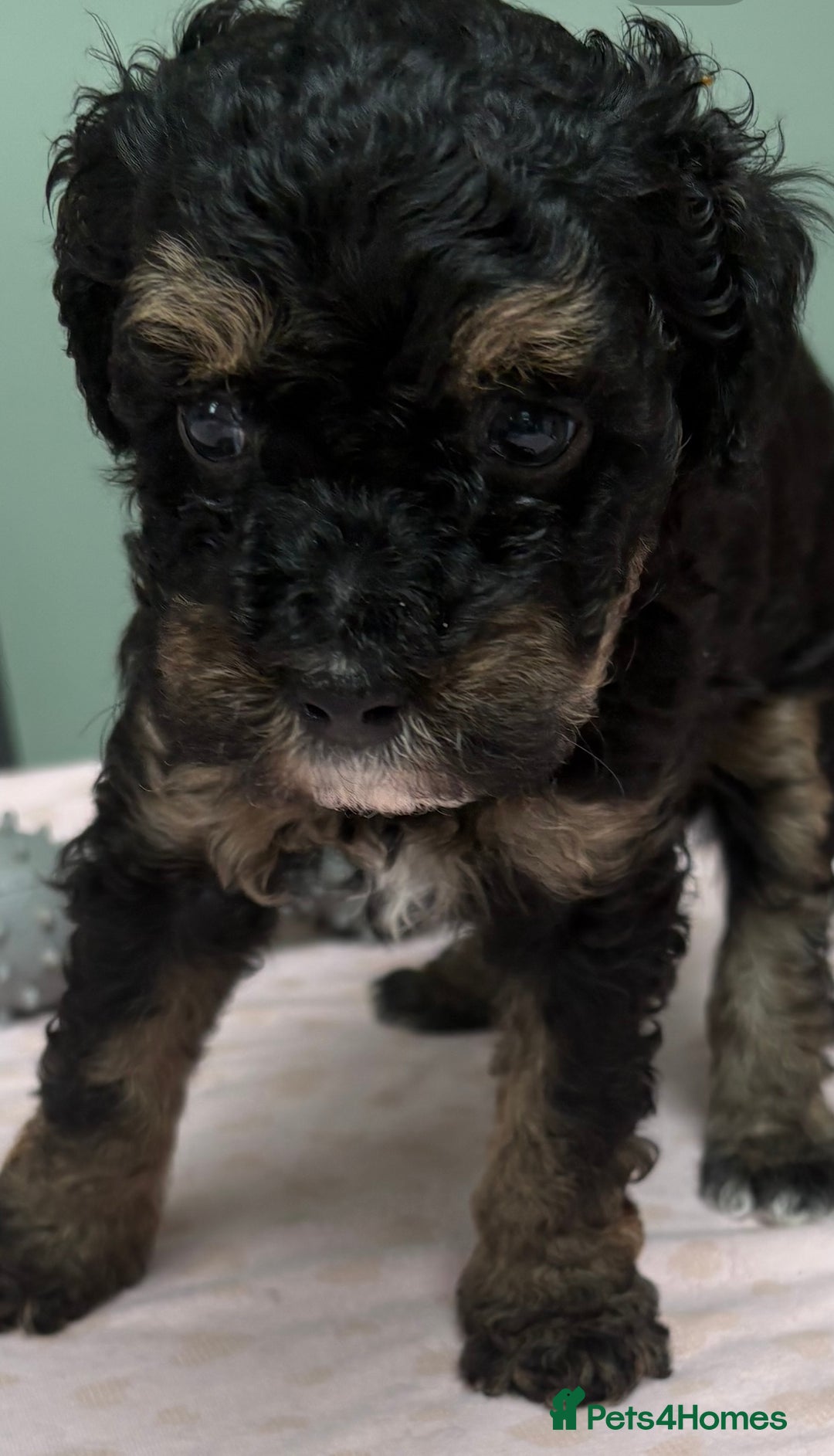 Maltipoo dogs for sale: Beautiful maltipoo puppies - Image 8