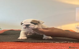 English Bulldog dogs for sale: Kc reg Show quality puppies available  - Image 2