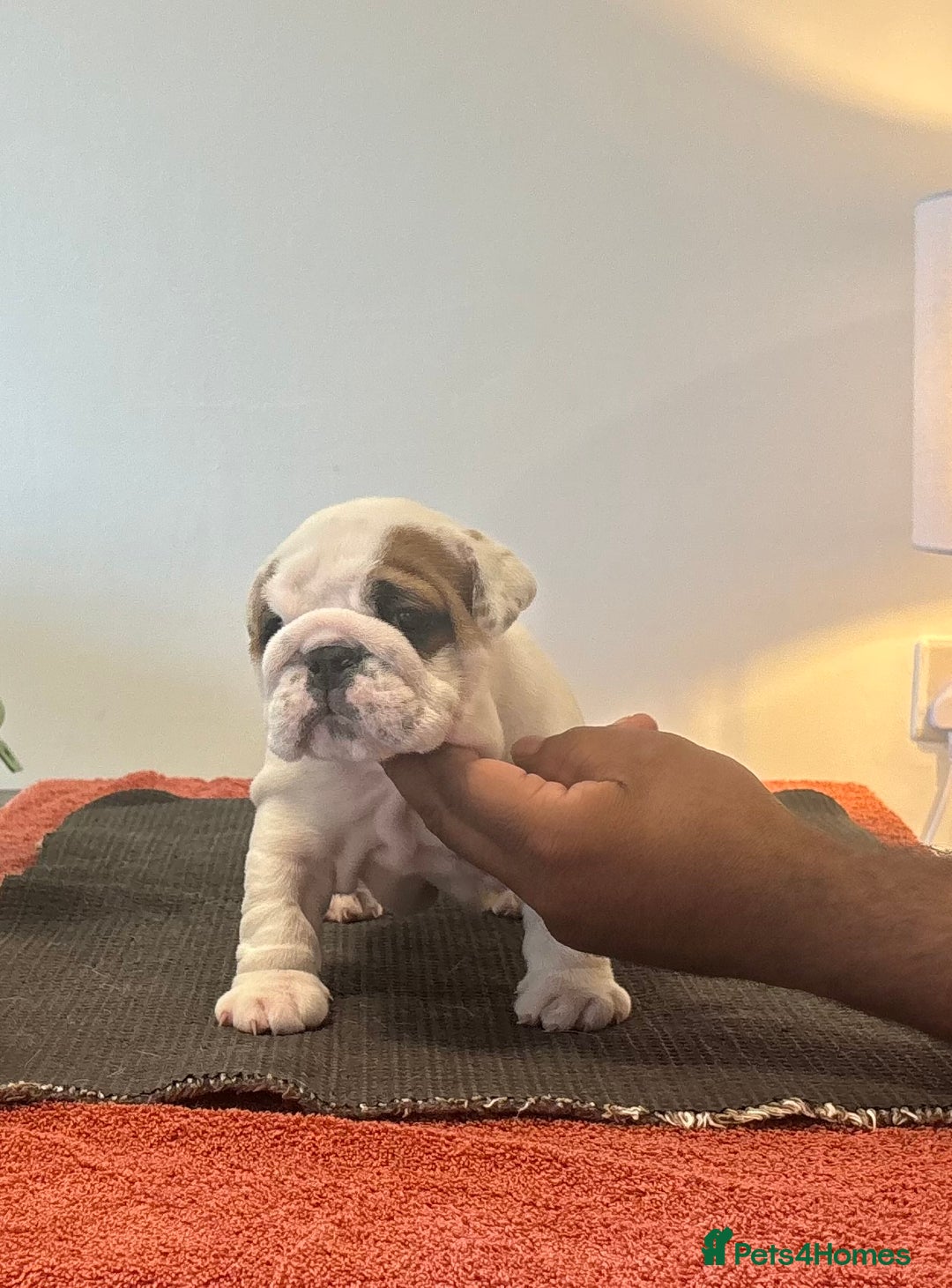 English Bulldog dogs for sale: Kc reg Show quality puppies available  - Image 2