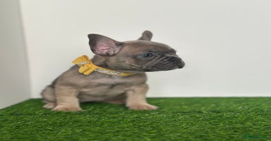 French Bulldog dogs - Advert 3