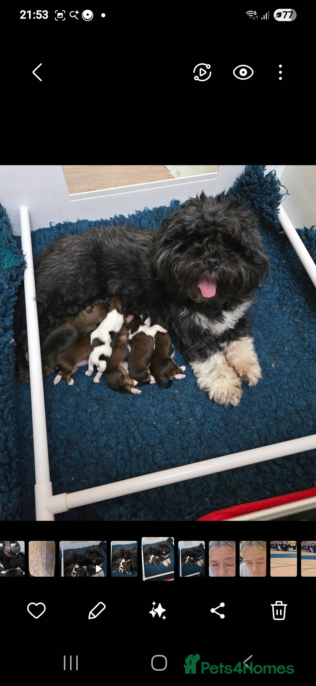 Lhasa Apso dogs for sale: Lhasa Apso Pups For Sale PARENTS PRA4 CLEAR  - Advert 1