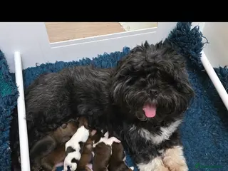 Lhasa Apso dogs Lhasa Apso Pups For Sale PARENTS PRA4 CLEAR - Advert 7