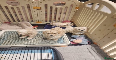 Maltipoo dogs - Advert 5