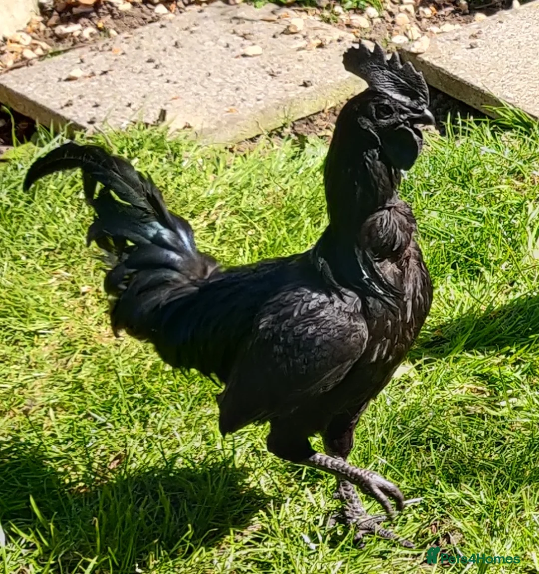 Chickens poultry for sale: Rooster for sale  - Advert 12