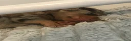 Miniature Dachshund dogs for sale: Beautiful miniature dachshund babies  in Bradford - Advert 5
