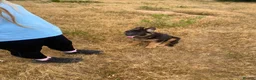 German Shepherd dogs for sale: German shepherd bitch pup - Advert 4