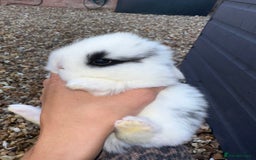 Mini Lop rabbits for sale: Pure breed Minilop babies  - Image 2