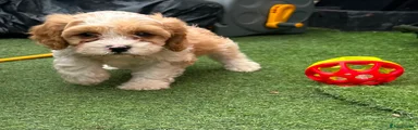 Cavapoo 2