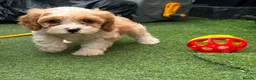 Cavapoo dogs for sale: Beautiful Cavapoo Puppies  - Advert 12