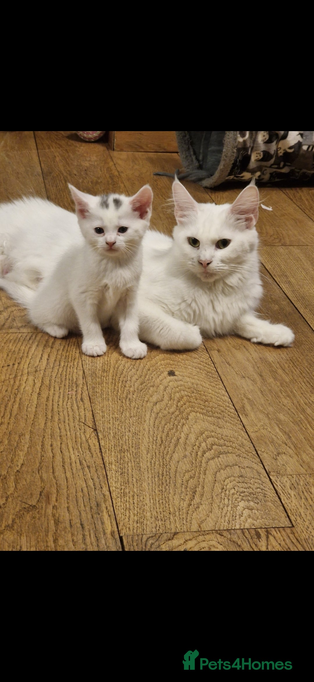 Mixed Breed cats for sale: Turkish angora x Main coon kittens ready now - Advert 3