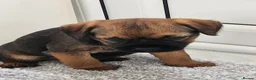 Border Terrier dogs for sale: Ready to leave border Terrier pups - Advert 4