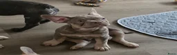 Frug dogs for sale:  Stunning Frug puppies  - Advert 25