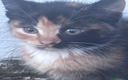 Mixed Breed cats for sale: cute kittens  - Image 5