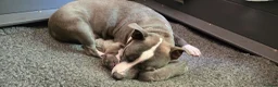 Staffordshire Bull Terrier dogs for sale: BEST OF THE BEST RARE STAFFORDSHIRE BULL TERRIERS - Advert 6