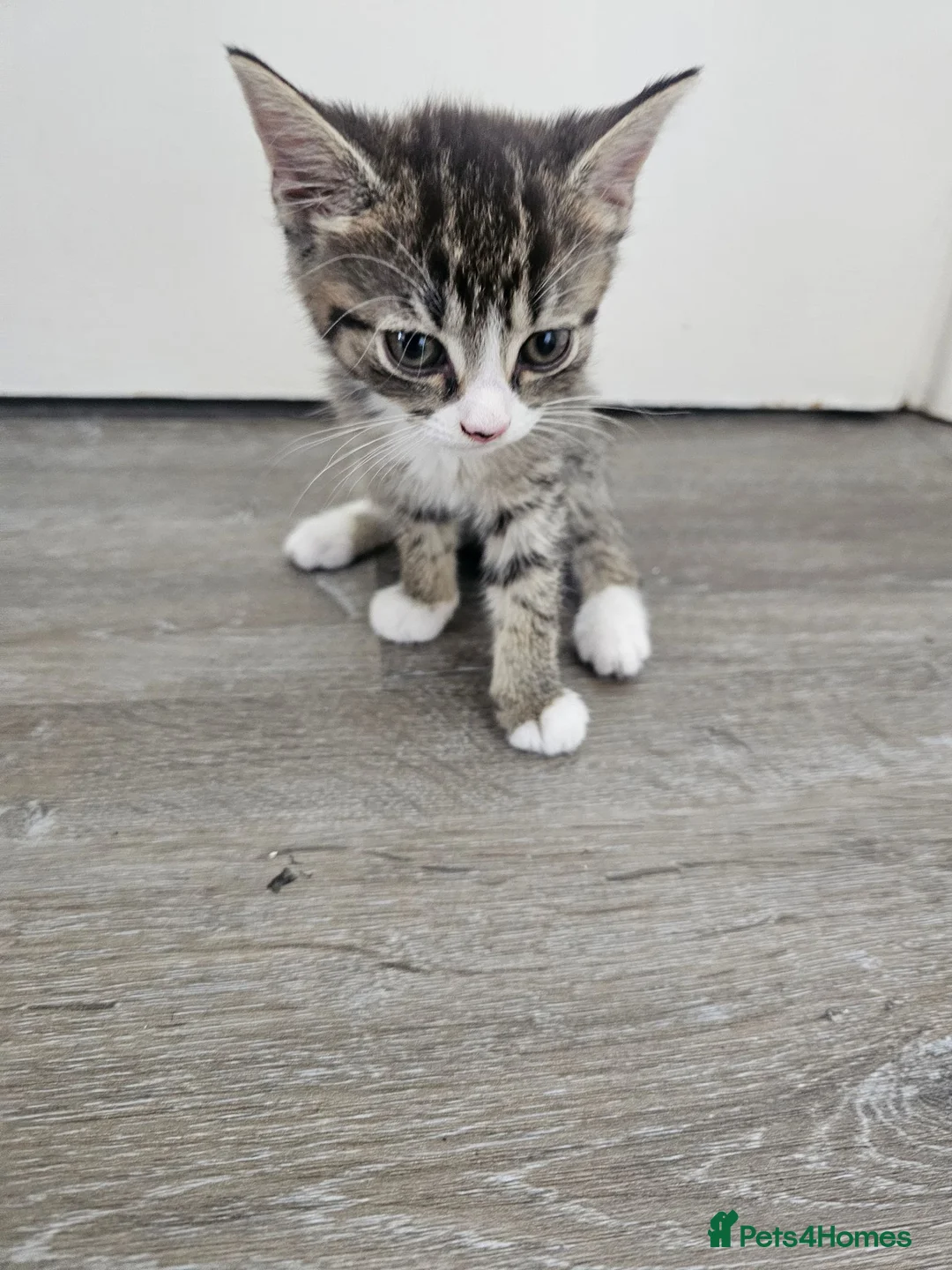 Mixed Breed cats for sale: Beautiful Kittens in London - Advert 2