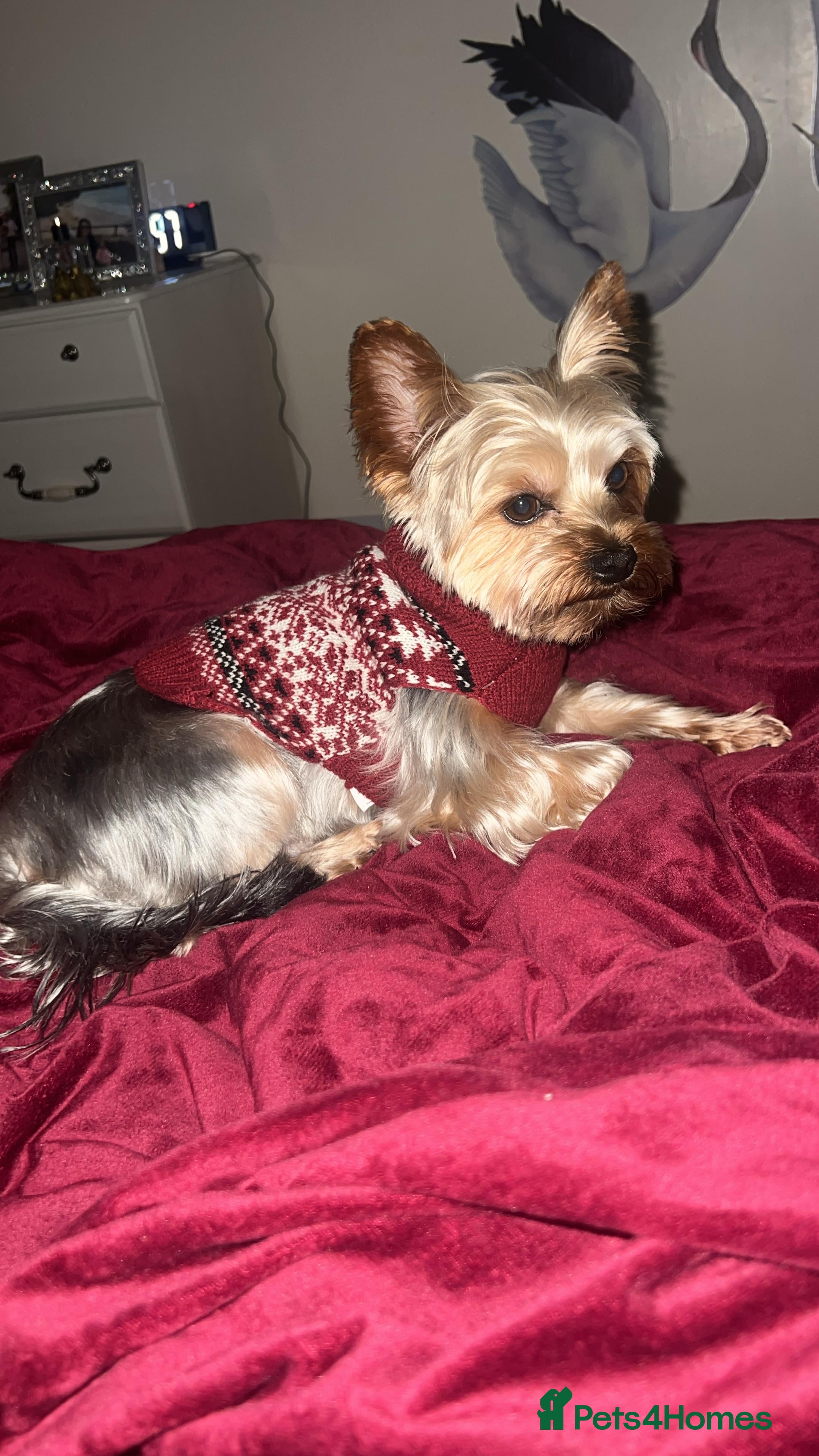 Yorkshire Terrier dogs KC Registered Yorkshire Terrier – ready for Stud - Advert 3
