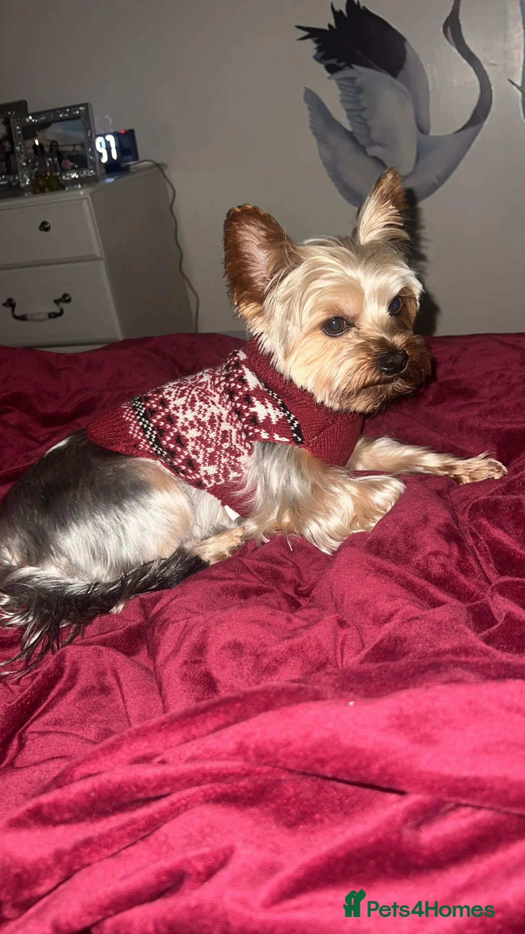 Yorkshire Terrier dogs for stud: KC Registered Yorkshire Terrier – ready for Stud - Advert 1