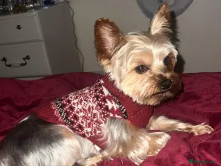 Yorkshire Terrier dogs KC Registered Yorkshire Terrier – ready for Stud - Advert 3