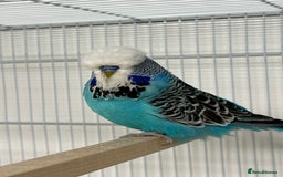 Budgerigars birds for sale: Selection of budgies  - Image 2