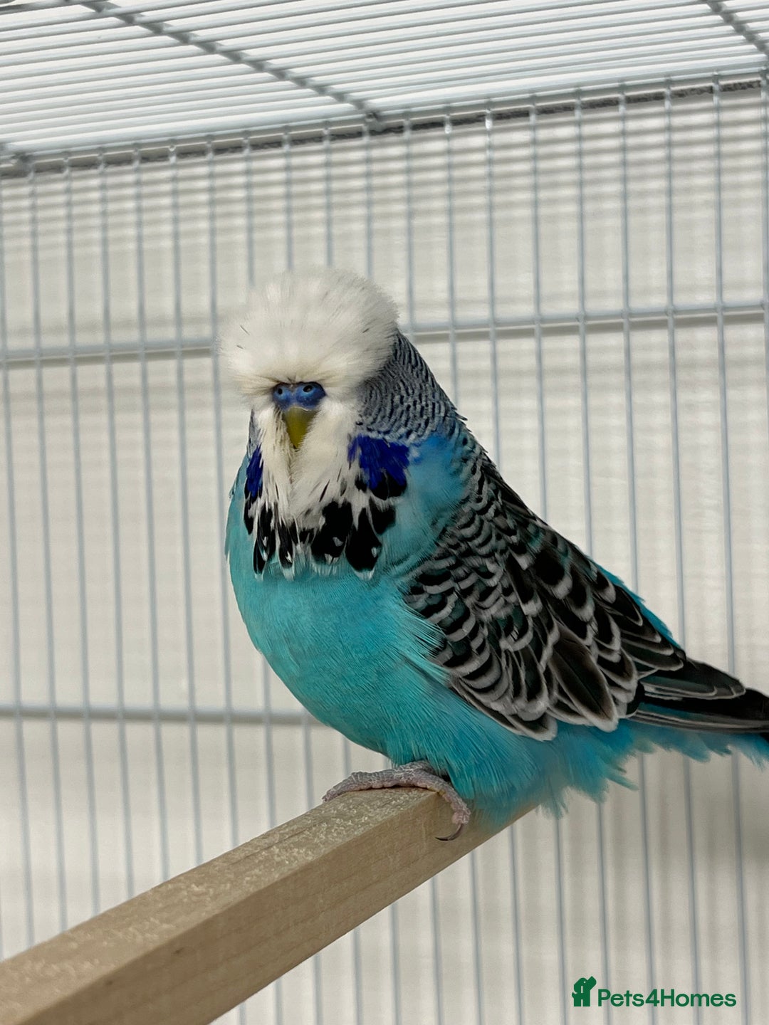 Budgerigars birds for sale: Selection of budgies  - Image 2