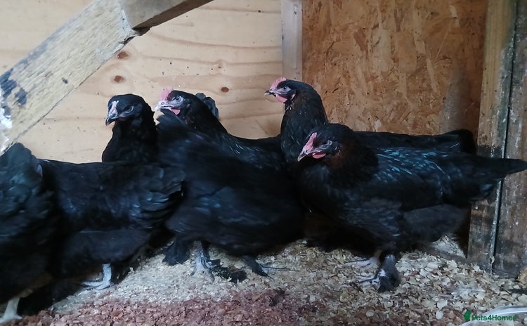 Chickens poultry - Advert 15