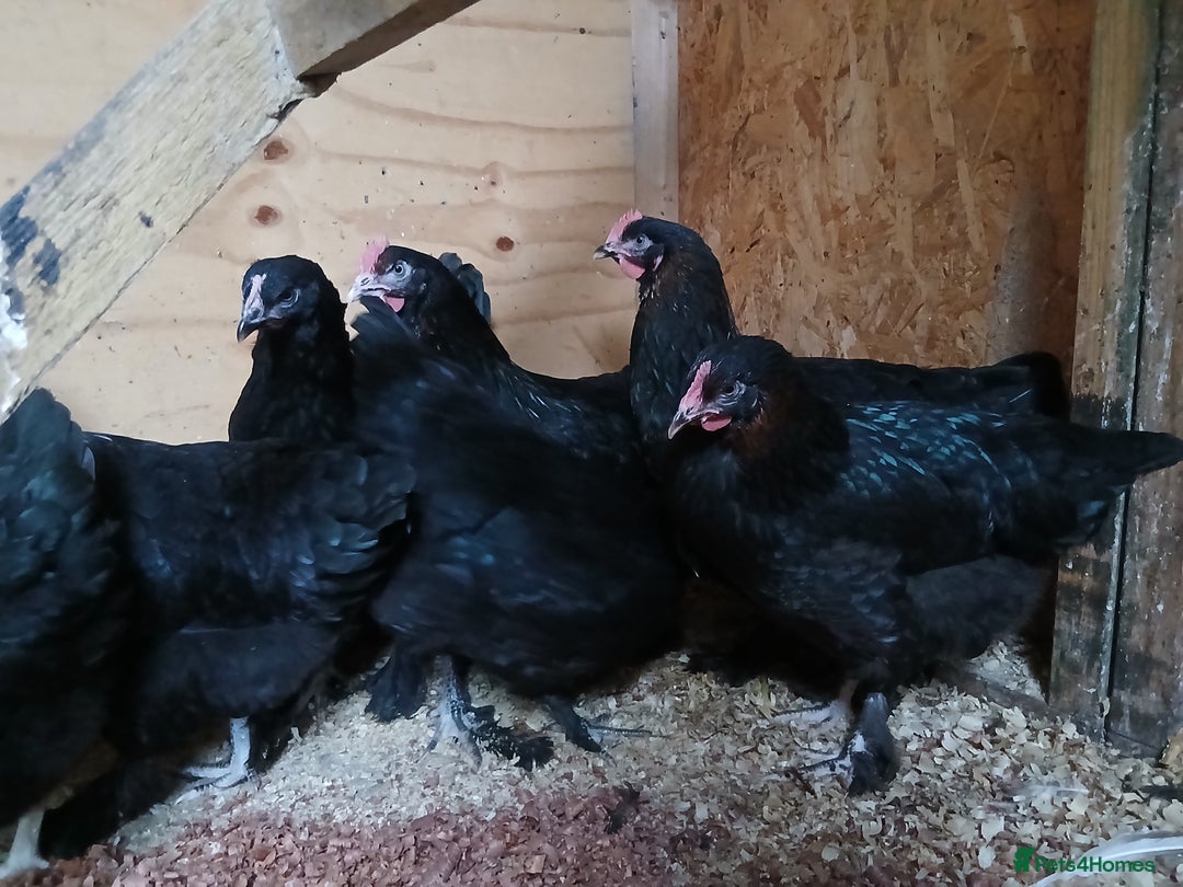 Chickens poultry for sale: French Copper Marans - Image 1