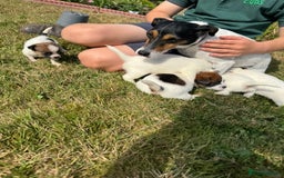 Jack Russell dogs for sale: Pedigree Jack Russell Puppies  - Image 12