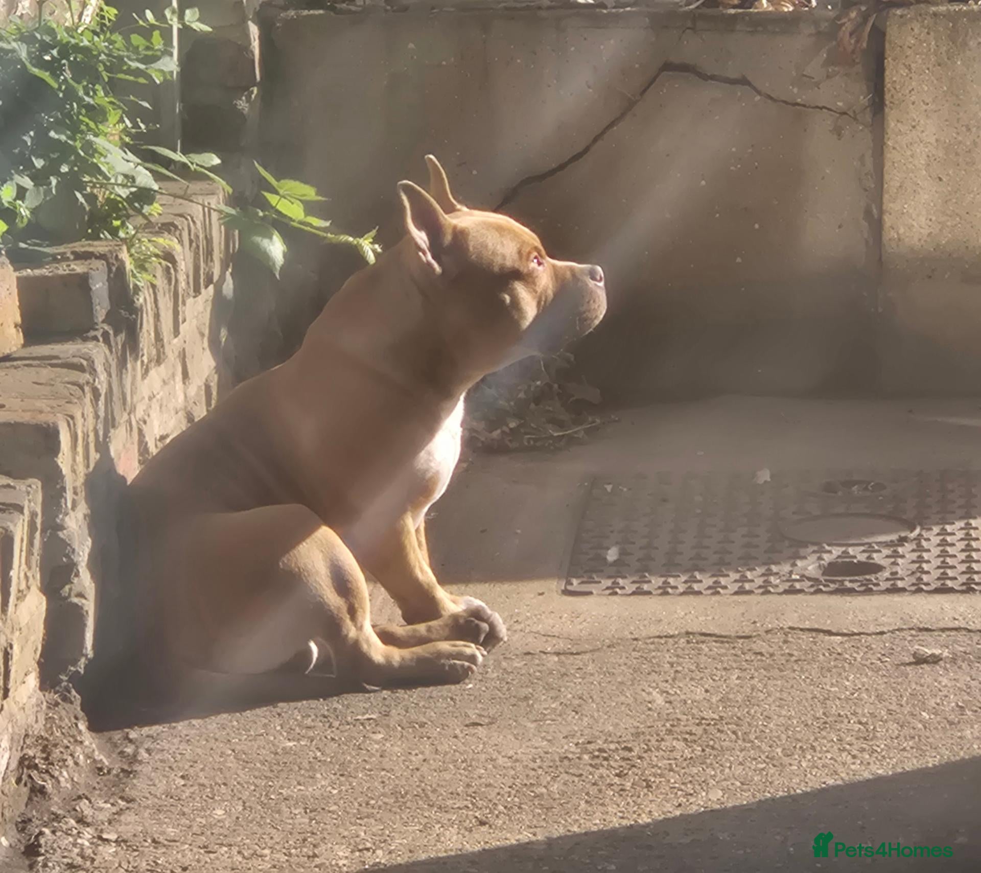 American Bully dogs Loving Home Wanted for 1 year old Sugar Cane - Advert 4