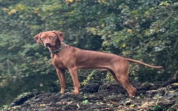 Hungarian Vizsla dogs for stud: Health tested KC Regd. Stud dog  - Image 1