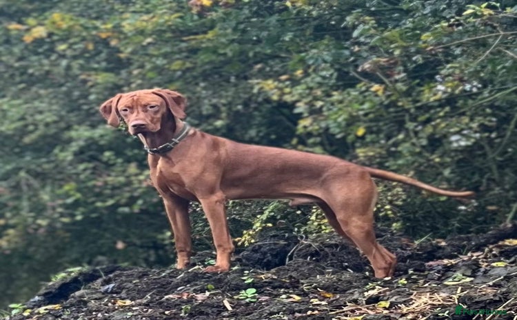 Hungarian Vizsla dogs - Advert 1