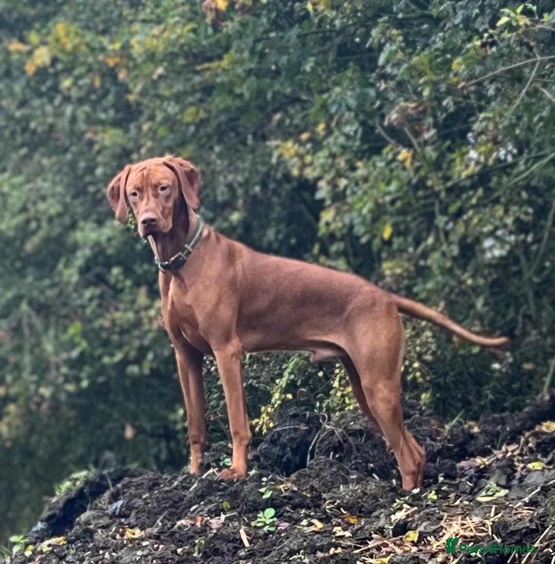 Hungarian Vizsla dogs for stud: Health tested KC Regd. Stud dog  - Image 1