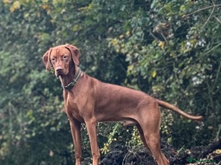 Hungarian Vizsla dogs - Advert 2