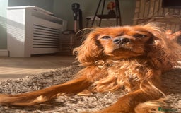 Cavalier King Charles Spaniel dogs for sale: King Charles Cavalier  - Image 1