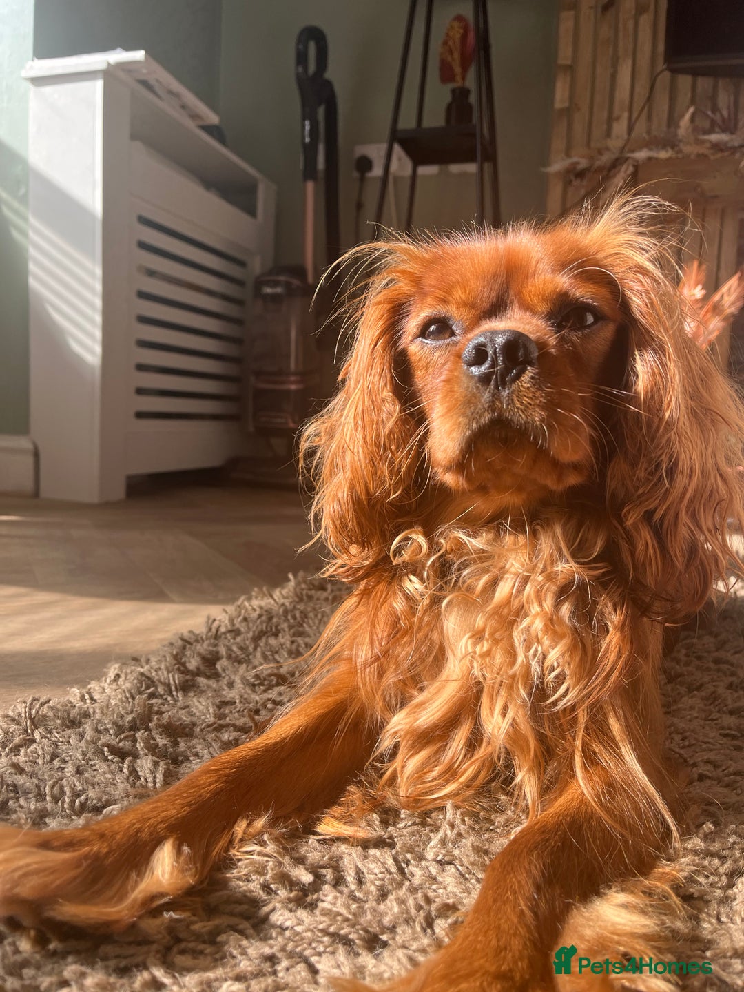 Cavalier King Charles Spaniel dogs for sale: King Charles Cavalier  - Image 1